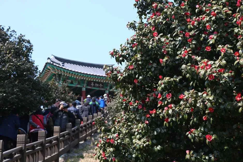 서천 동백꽃 주꾸미 축제