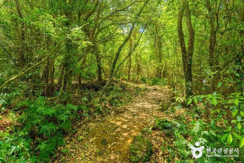 서귀포_환상숲곶자왈공원 (4).jpg