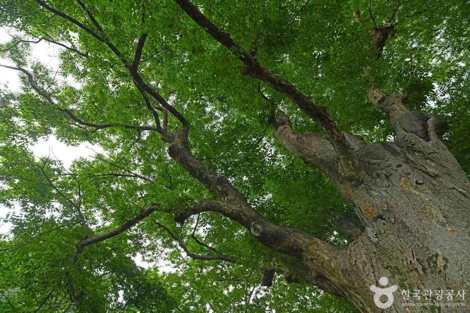 장수 봉덕리 느티나무 (1)