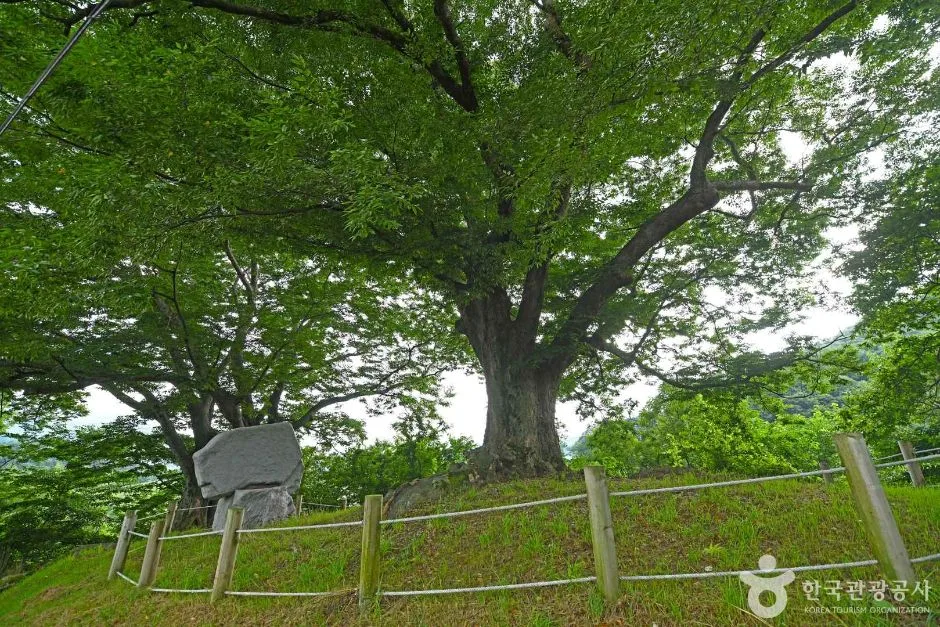 장수 봉덕리 느티나무 (4)