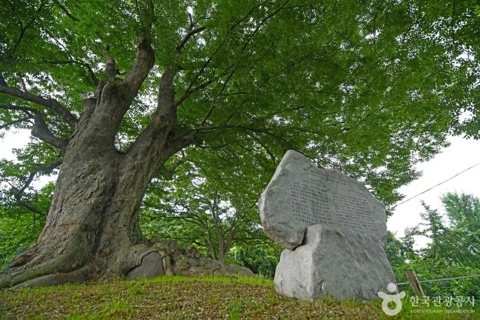 장수 봉덕리 느티나무 (5)