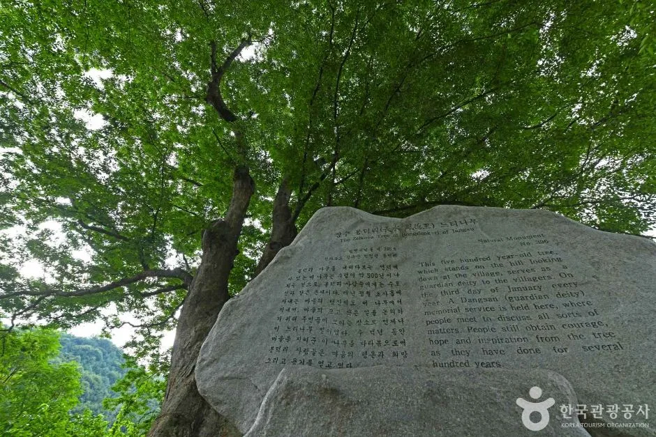 장수 봉덕리 느티나무 (6)