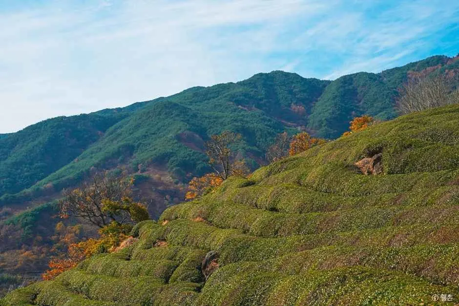 하동_정금차밭 (5)