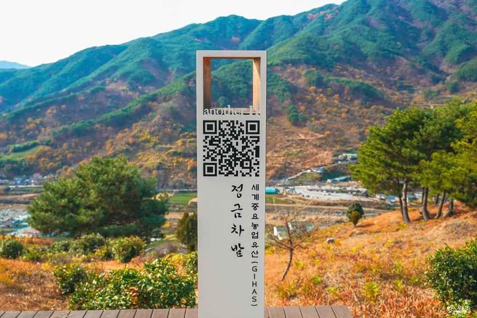 하동_정금차밭 (7)