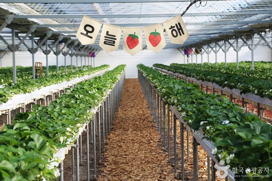 경남_김해_김해가야딸기테마파크 (6)