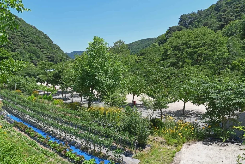 광덕산 관광농원 (2)