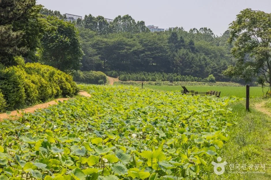 인천_연희자연마당 (14)