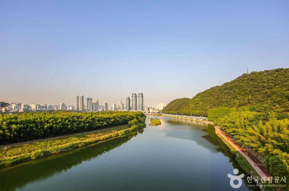 태화강 전망대 (7)