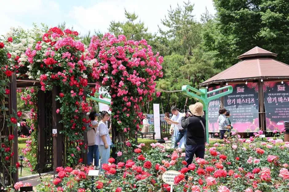 2026 장미꽃 필(Feel) 무렵 (8).JPG