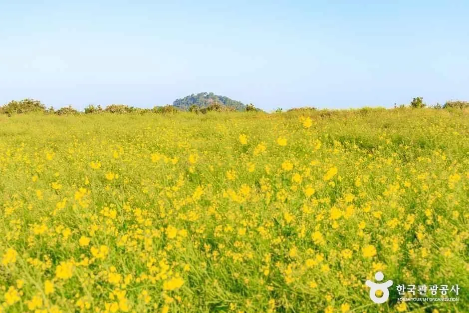 서귀포_일출봉유채밭 (2).jpg
