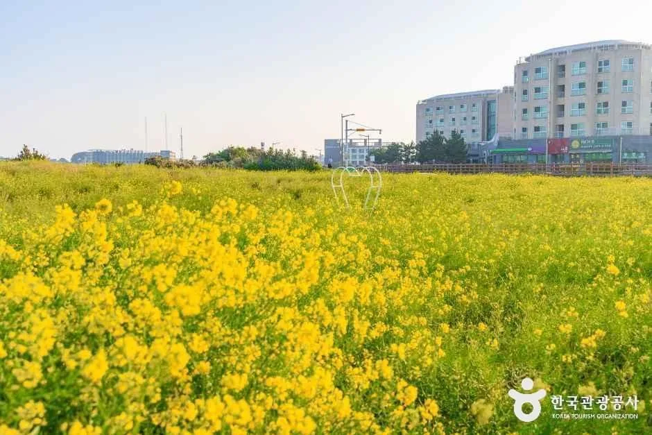 서귀포_일출봉유채밭 (3).jpg