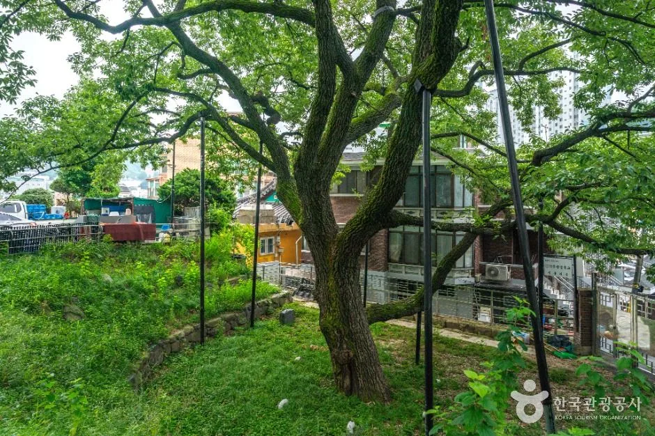 서울_서울 신림동 굴참나무 (5)