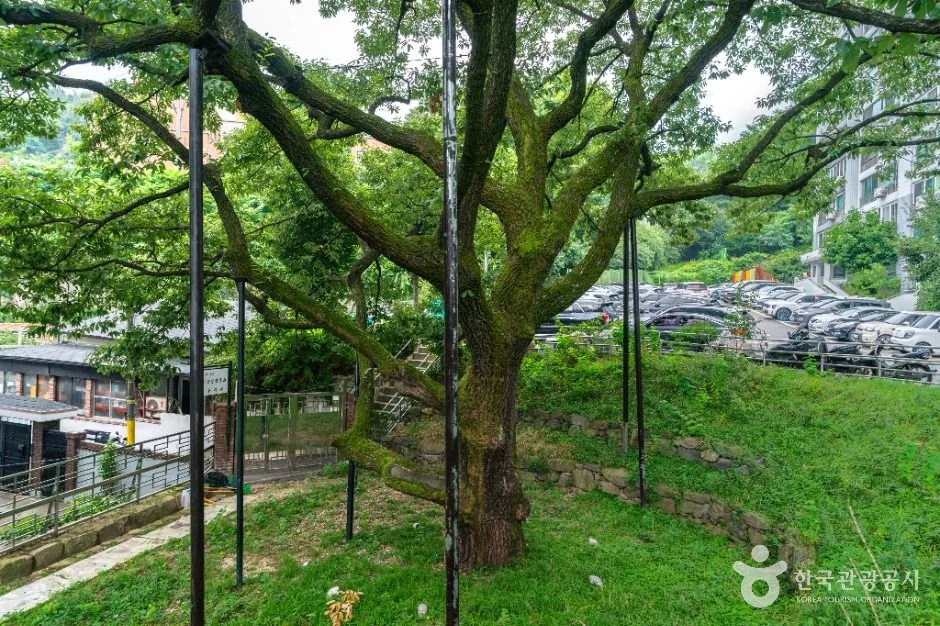 서울 신림동 굴참나무
