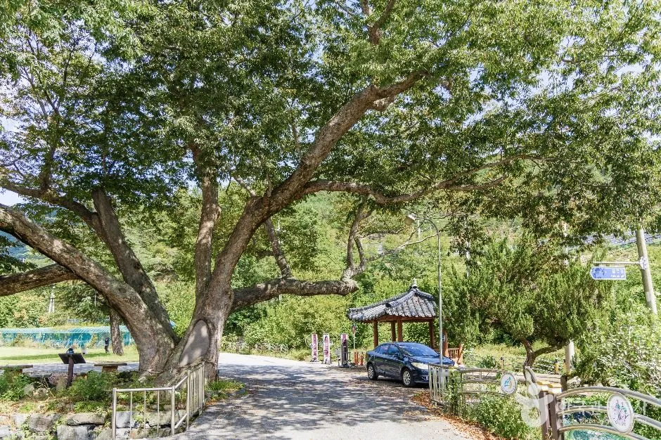 금산_조팝꽃피는마을 (2)