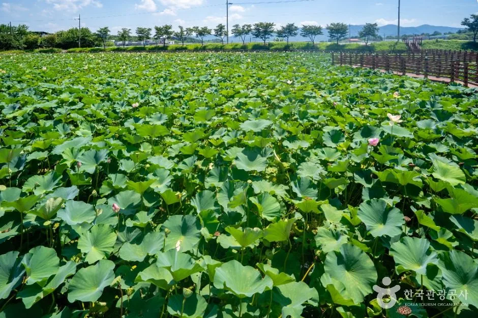 성주_뒷미지수변공원 (3)