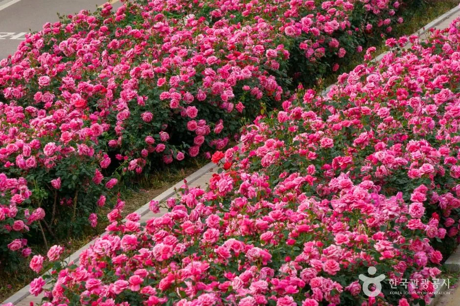 중랑장미공원 (5)