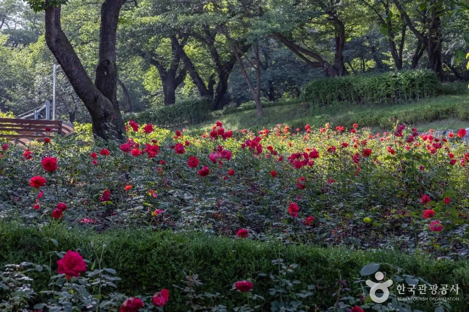 인천_장미공원 (21)