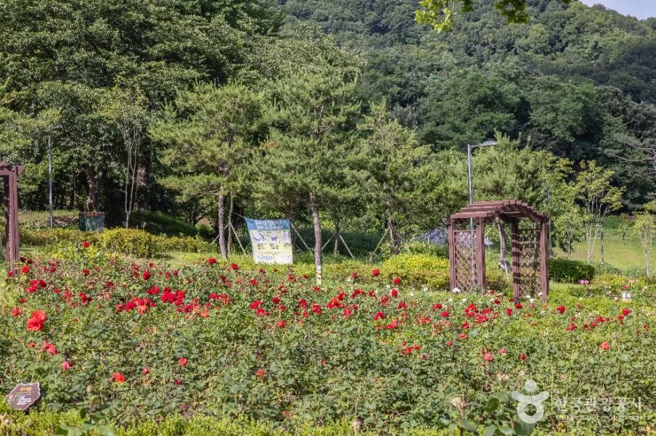 인천_장미공원 (22)