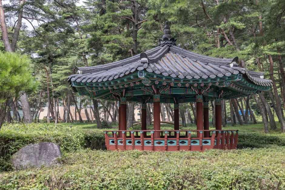맥문동 솔숲 (2)