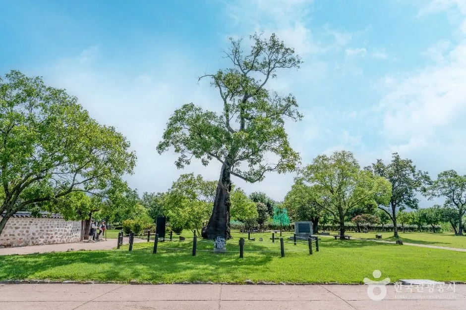서산_서산 해미읍성 회화나무 (5)