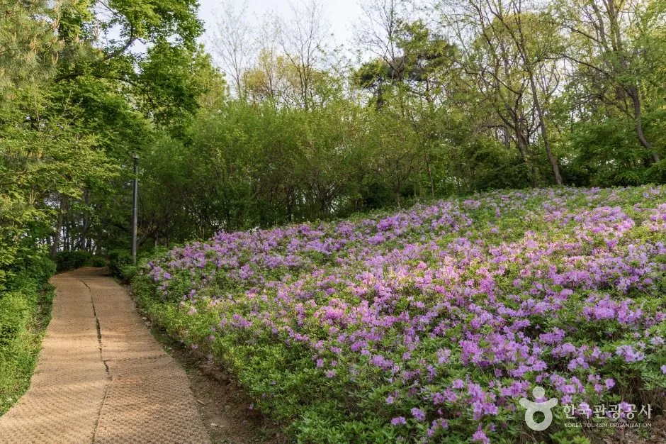 서울_일자산근린공원 (7)