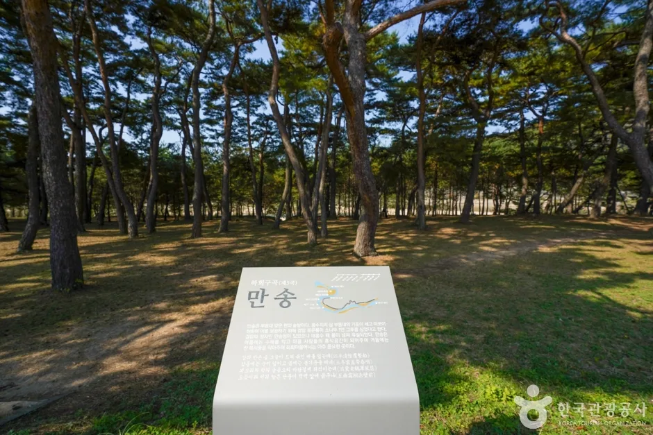 만송정 숲 (15)