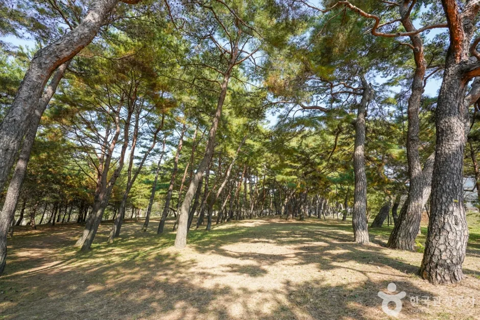 만송정 숲 (12)