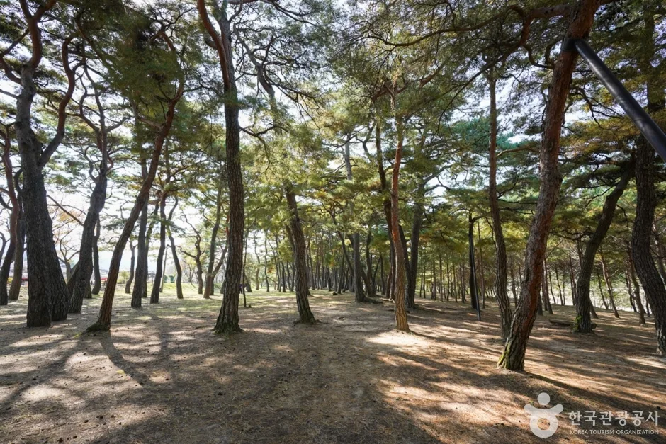 만송정 숲 (4)