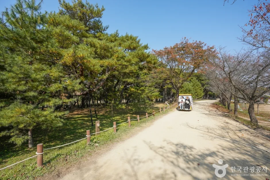 만송정 숲 (13)