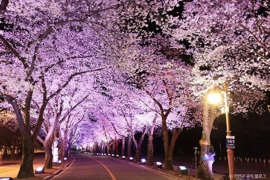진안_마이산 벚꽃길 (4)
