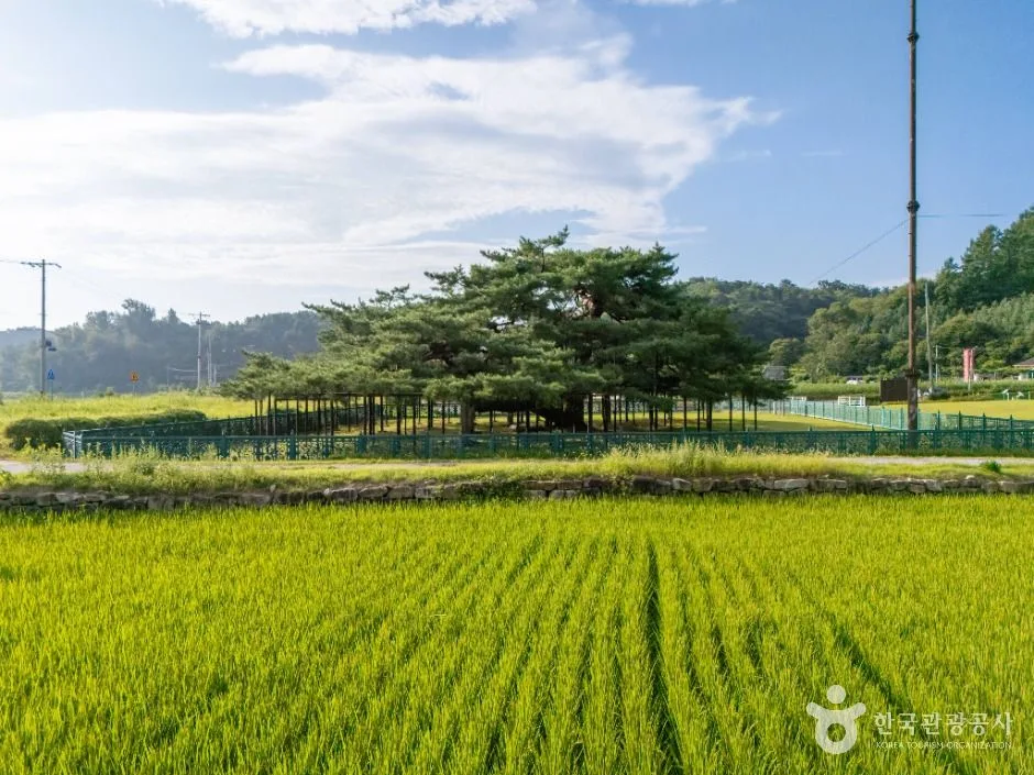 예천_예천 천향리 석송령 (2)