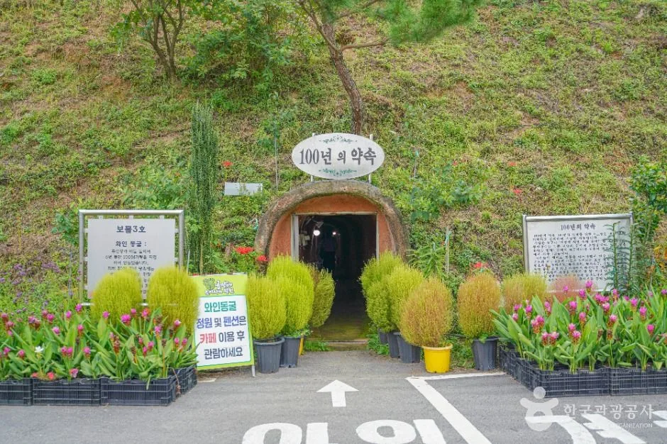 보성_보성 골망태다원 (5)