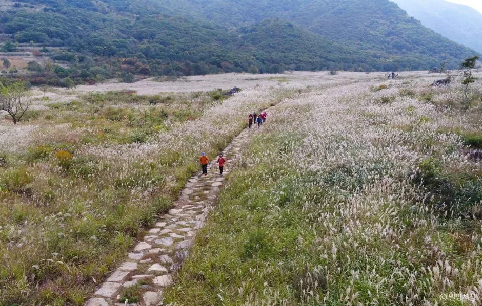 사자평 고원습지 (영남알프스 사자평억새길 힐링트레킹) (5)