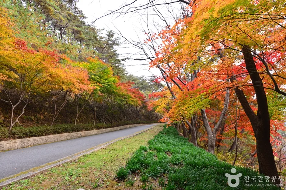 전남_화순_백아산자연휴양림 (5)