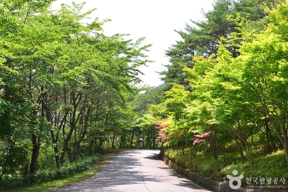 전남_화순_백아산자연휴양림 (20)