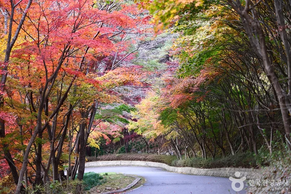 전남_화순_백아산자연휴양림 (23)