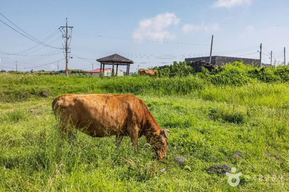 제주_우도(해양도립공원) (2)