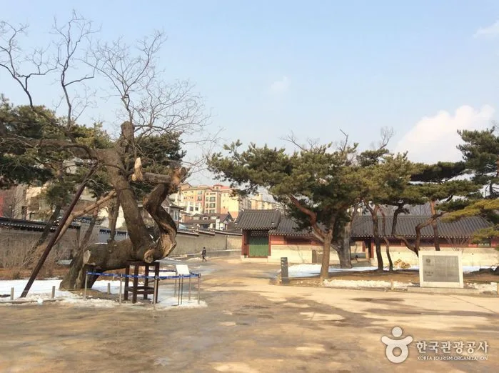 서울_창덕궁 향나무 (2).jpg