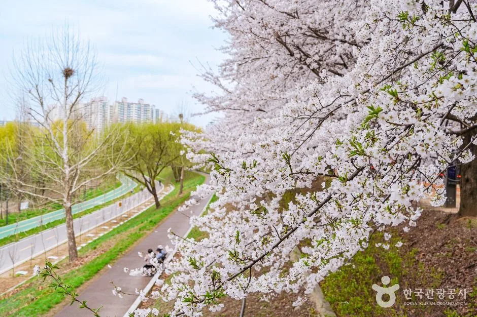 서울_안양천제방벚꽃길 (6)
