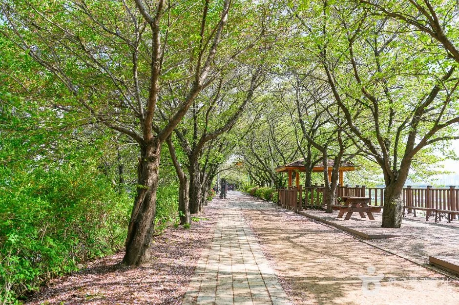 서울_안양천제방벚꽃길 (2)