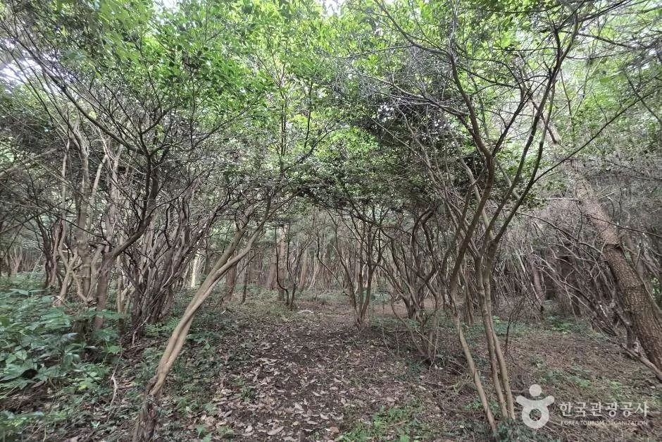 가세오름_e (4)