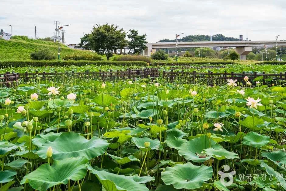 조천연꽃공원 (11)