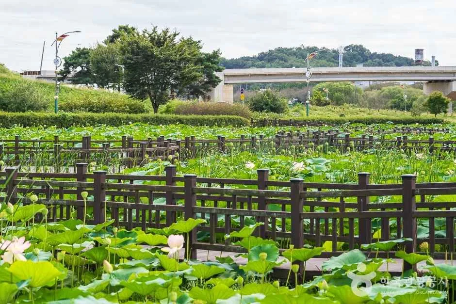 조천연꽃공원 (9)