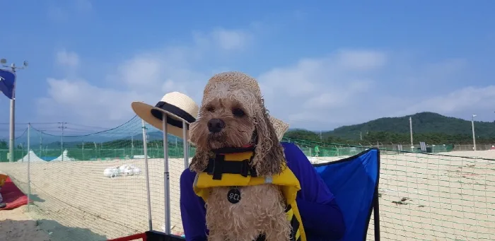 애견전용해수욕장 멍비치(6)