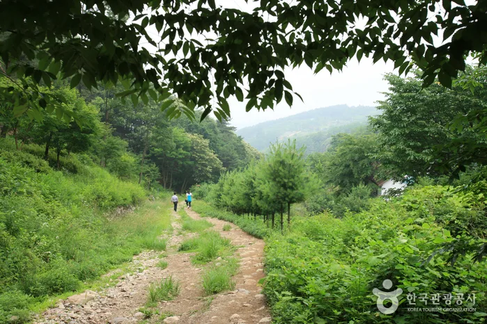 경기_용문산07