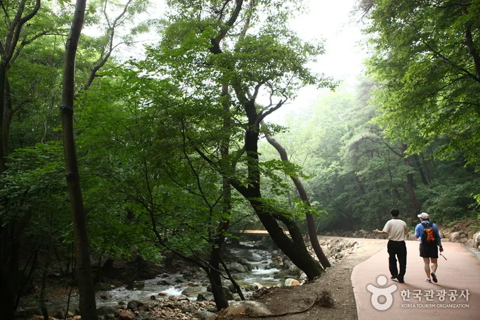 경기_용문산02