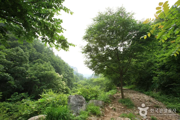 경기_용문산05