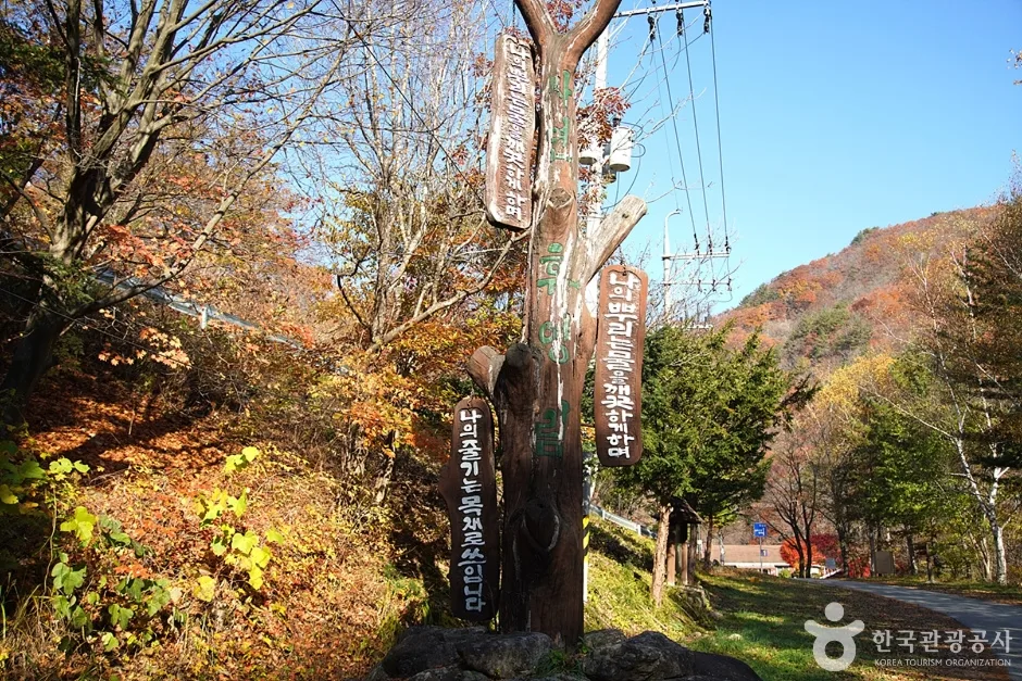 국립 용대자연휴양림 (12)