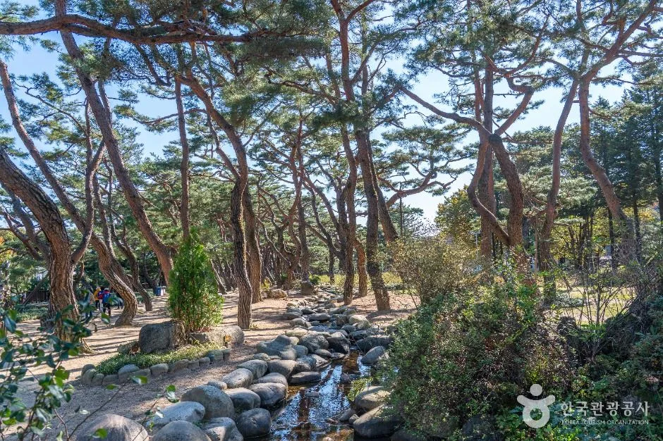제천_의림지 솔밭공원 (2)