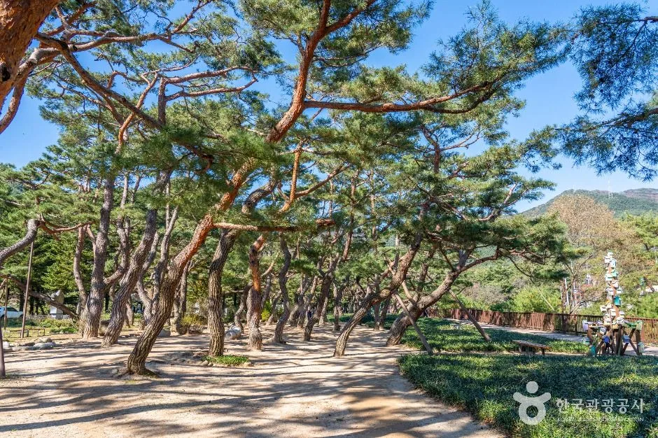 제천_의림지 솔밭공원 (3)